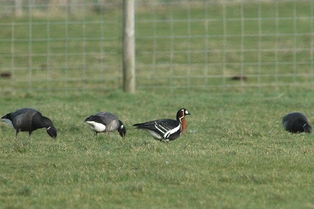 red-breated goose, red-breaste-1.jpg - RED-BREASTED GOOSE WITH BRENT GEESE - WEST WITTERING, WEST SUSSEX - 22.1.08